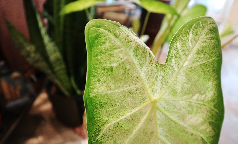 你是植物殺手嗎?還是覺得照顧植物好麻煩?不論是工作