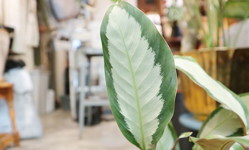 你是植物殺手嗎?還是覺得照顧植物好麻煩?不論是工作