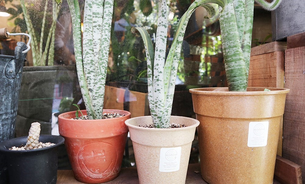 你是植物殺手嗎?還是覺得照顧植物好麻煩?不論是工作