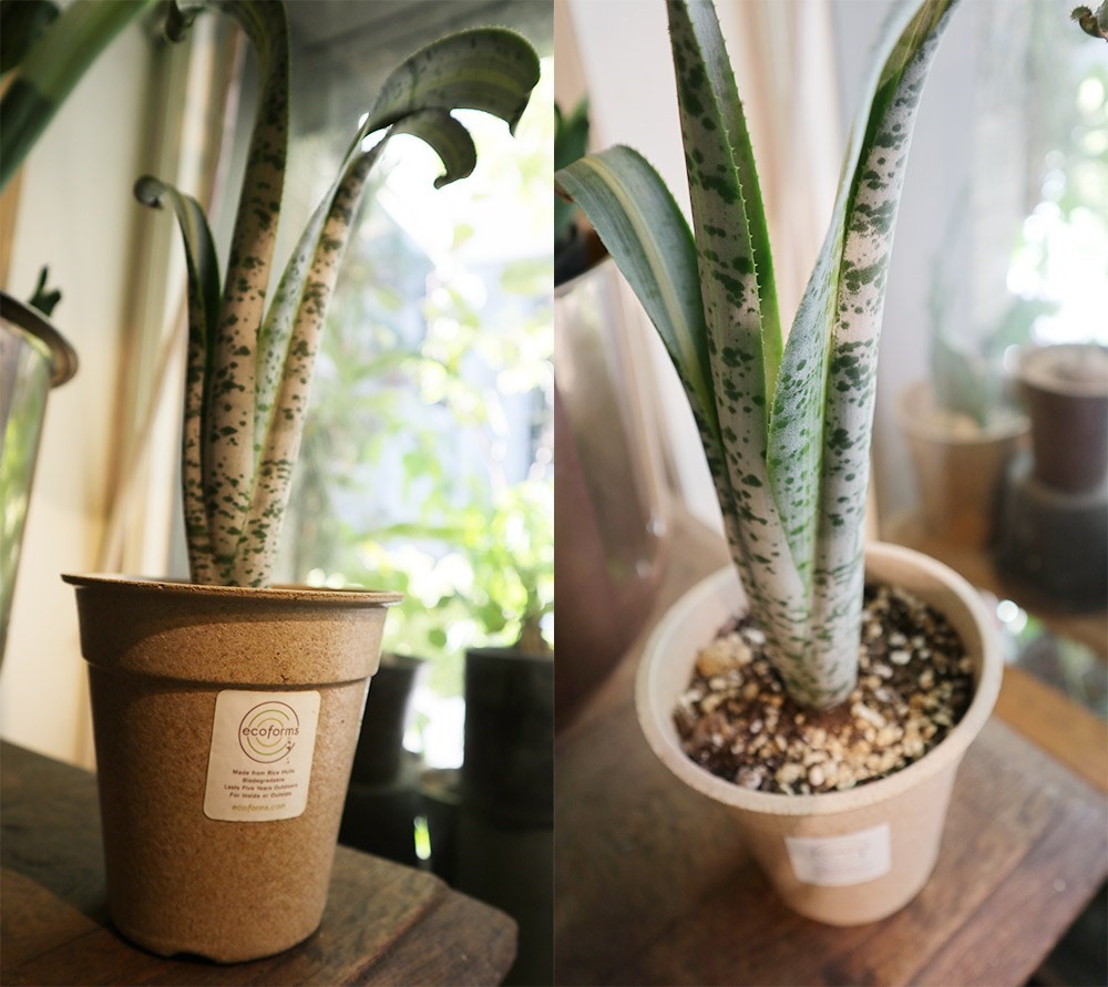 你是植物殺手嗎?還是覺得照顧植物好麻煩?不論是工作