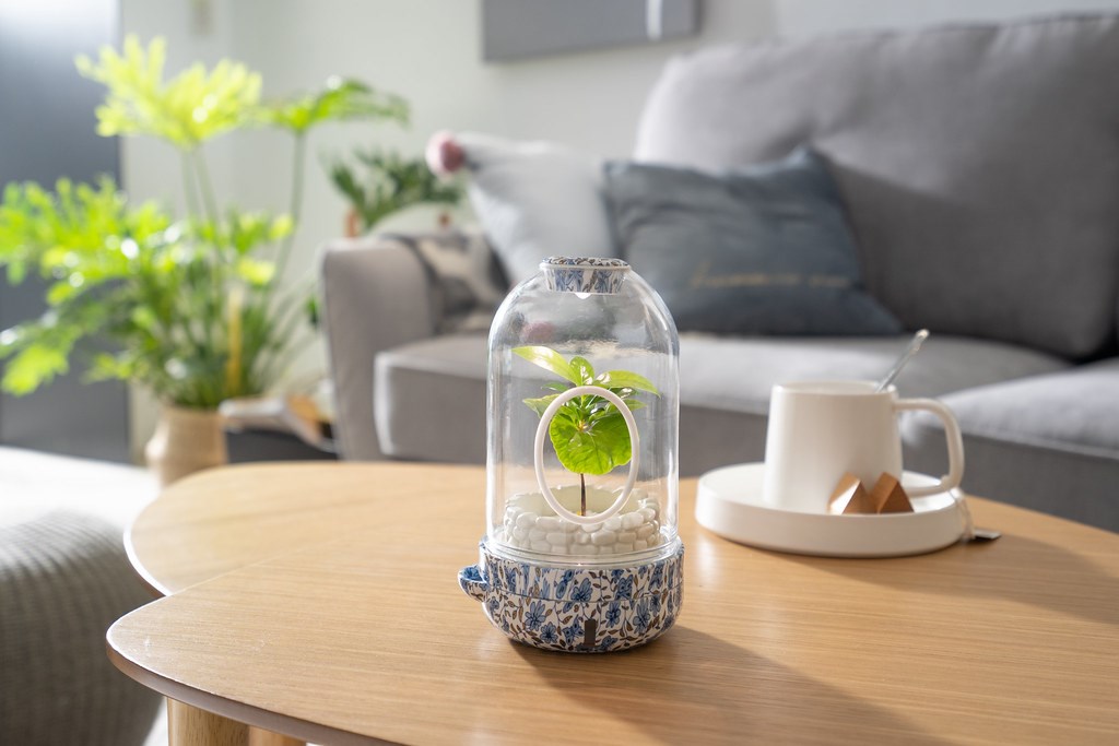 春訪悠然 療癒盆栽 迷你植物燈 咖啡小苗 NT$ 980|圖片提供 Pinkoi。 春訪悠然 療癒盆栽 迷你植物燈 咖啡小苗 NT$ 980|圖片提供 Pinkoi。