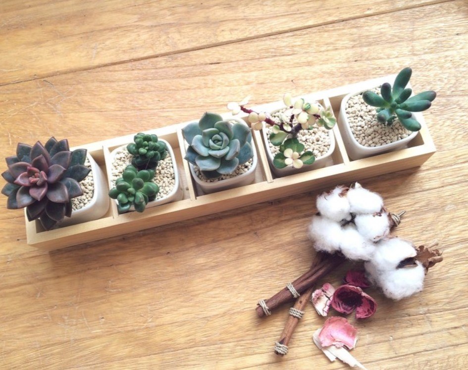 簡單生活 Simple Life 5件組含木盒 多肉植物 NT$ 750|圖片提供 Pinkoi。 簡單生活 Simple Life 5件組含木盒 多肉植物 NT$ 750|圖片提供 Pinkoi。