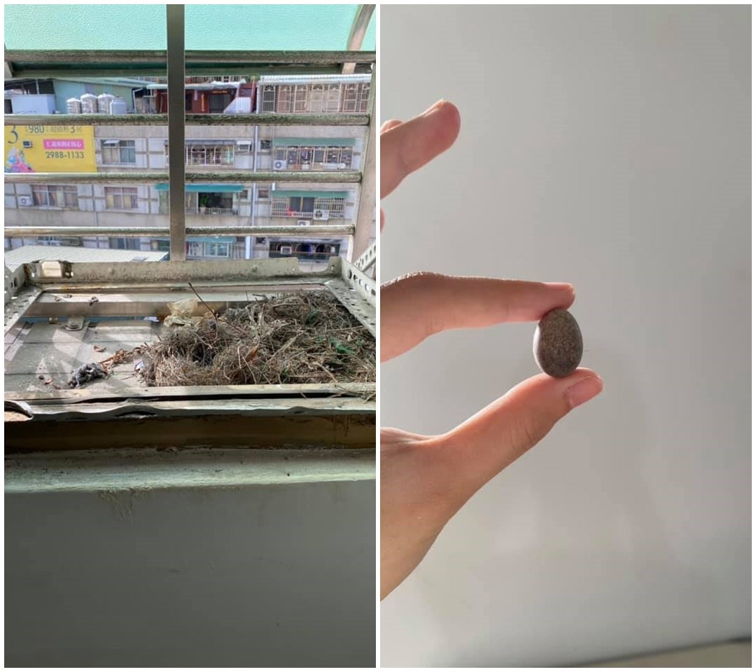 拆掉窗型冷氣後,意外發現有鳥蛋空殼。 拆掉窗型冷氣後,意外發現有鳥蛋空殼。