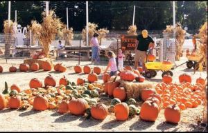 玩樂廚房－南瓜奶油寬麵佐白酒煎干貝_視覺圖