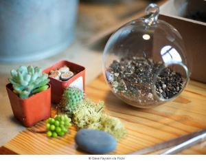 迷你玻璃花房(terrarium)的奧秘_視覺圖