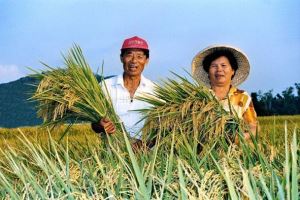 最新鮮的台灣有機米—新米稻 產地直送5天Q彈甘甜上桌_視覺圖