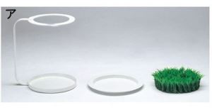 傘放哪？放草地上就好啦！_視覺圖