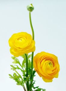 春天來了花知道_視覺圖