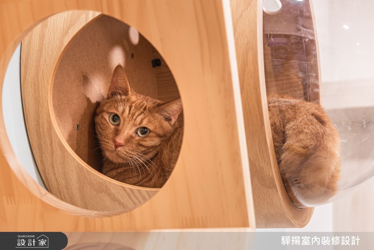 中古屋(5~15年)＿混搭風寵物多功能室案例圖片＿驊揚室內裝修設計有限公司＿驊揚_02灣中街透天之29