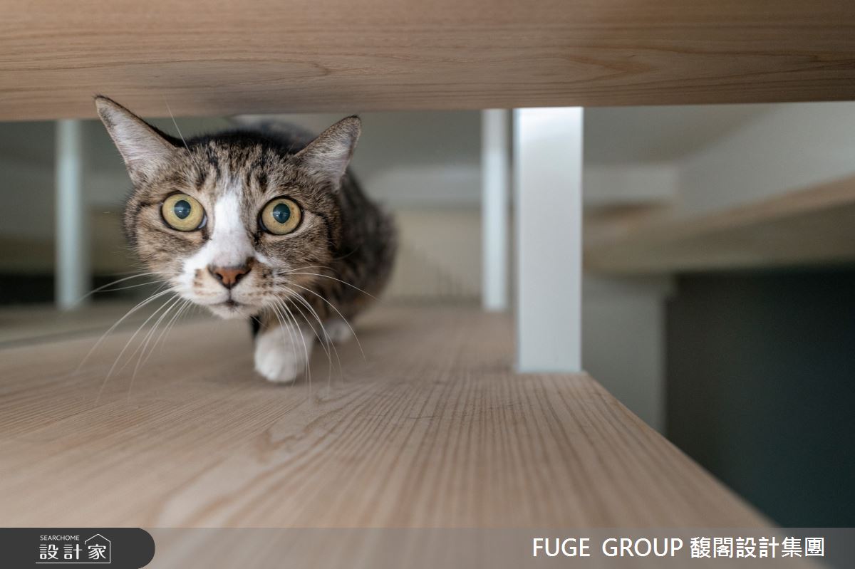 35坪新成屋(5年以下)＿混搭風寵物案例圖片＿FUGE GROUP 馥閣設計集團＿馥閣_He's A Keeper之22