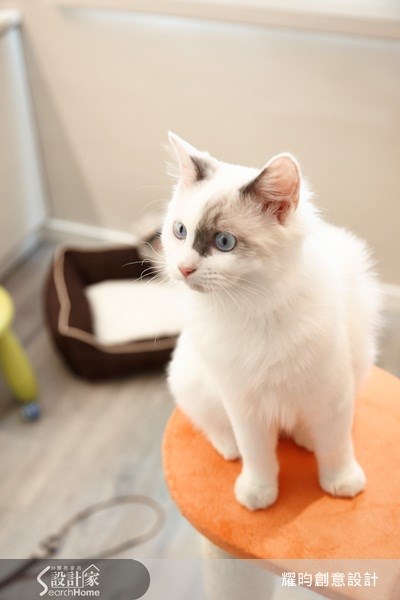 26坪老屋(16~30年)＿北歐風寵物案例圖片＿耀昀創意設計＿耀昀_09之25