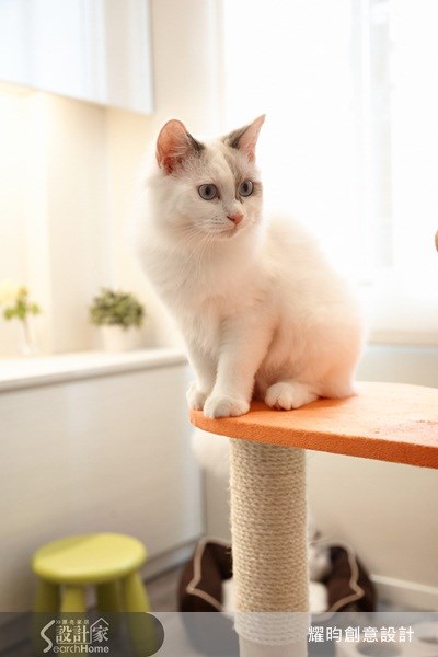 26坪老屋(16~30年)＿北歐風寵物案例圖片＿耀昀創意設計＿耀昀_09之29