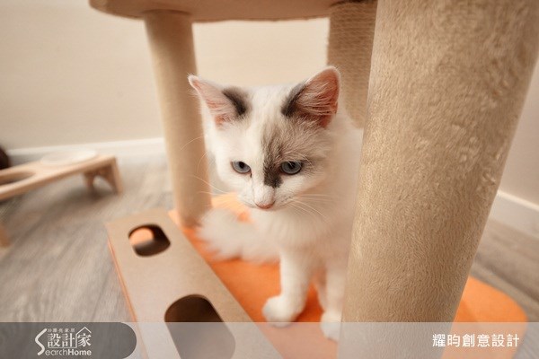 26坪老屋(16~30年)＿北歐風寵物案例圖片＿耀昀創意設計＿耀昀_09之30