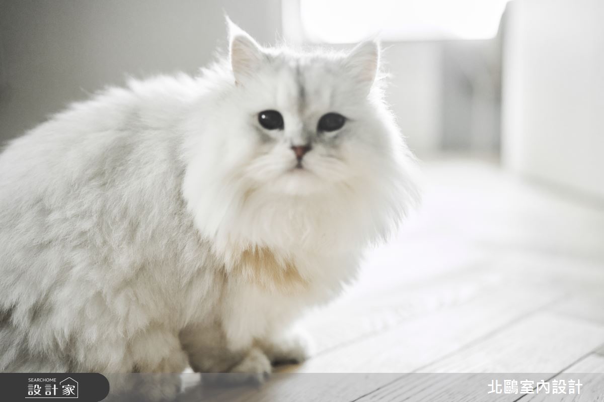 30坪新成屋(5年以下)＿北歐風寵物案例圖片＿北鷗室內設計＿北鷗_62MQ House之36