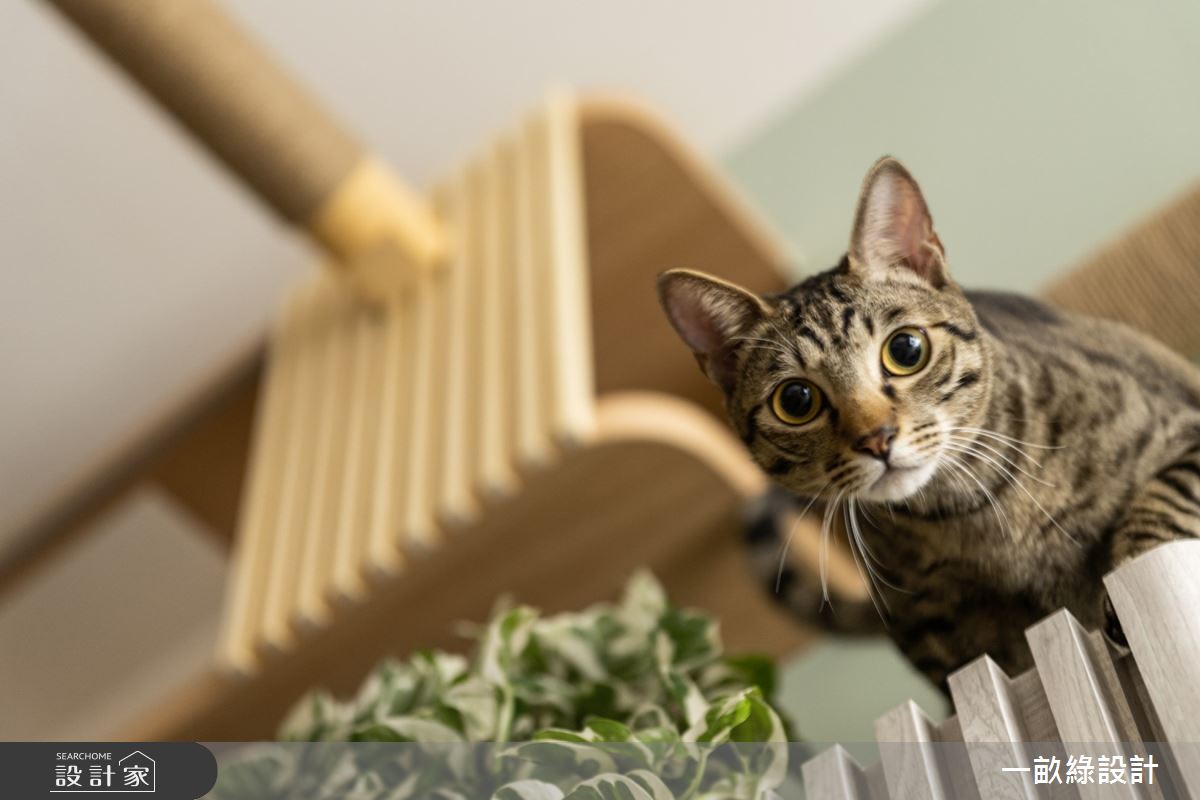 25坪新成屋(5年以下)＿日雜風寵物案例圖片＿一畝綠設計＿一畝綠_44之9