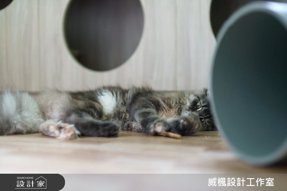 25坪中古屋(5~15年)＿北歐風寵物案例圖片＿威楓設計＿威楓_20之15