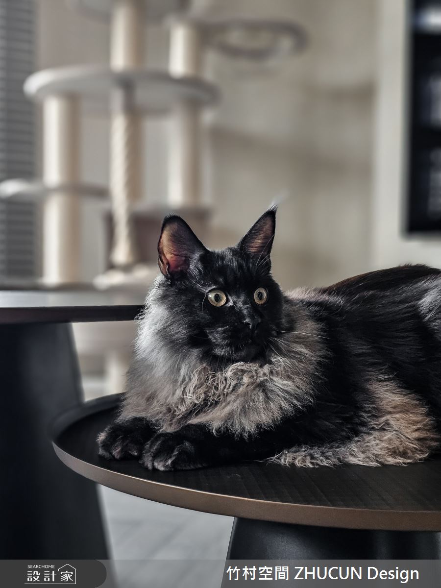 29坪新成屋(5年以下)＿現代風寵物案例圖片＿竹村空間 ZHUCUN Design＿竹村_34 森.粼 Forest 29坪現代風之25