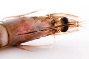 【台灣好食材】海鮮食材挑選 蝦蟹貝類Q&A_視覺圖