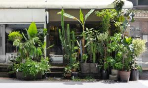 【夏日植型力I】葉力引爆篇！「Mrs. INOUE植物雜貨店」六款葉型美、好照顧的大型觀葉植物推薦_視覺圖