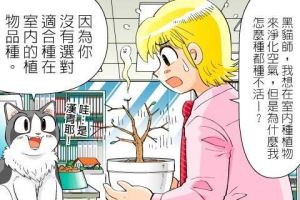 【黑貓設計師事務所】第 44 回—室內植物_視覺圖