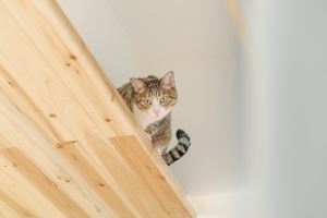 從天花到書櫃，把貓咪設計融入生活_視覺圖