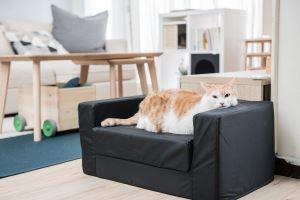 貓界網紅黃阿瑪的「後宮裝修傳」  符合貓體工學的溫暖北歐風_視覺圖